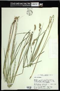 Carex longii image