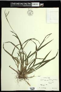 Carex leptonervia image