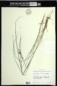 Carex lenticularis var. lenticularis image