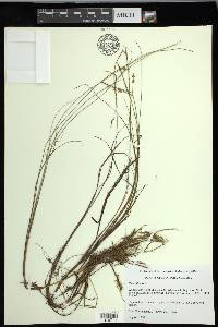 Carex limosa image