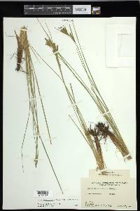 Carex lenticularis var. lenticularis image