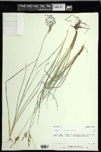 Carex livida image