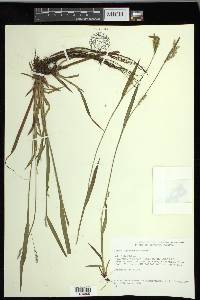 Carex leptonervia image