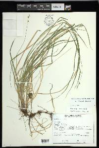 Carex leptopoda image