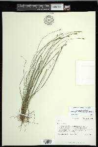 Carex leptalea subsp. harperi image