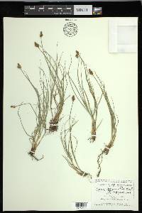 Carex leporinella image