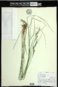 Carex kelloggii image