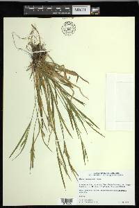 Carex leptonervia image