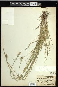 Carex longii image