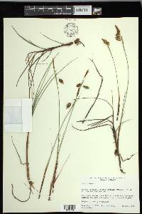 Carex limosa image