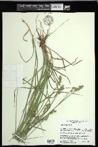 Carex longii image