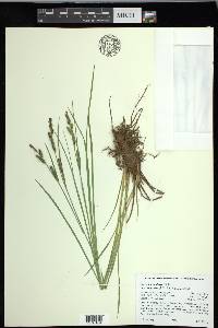 Carex lenticularis image