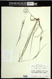 Carex lenticularis var. lenticularis image