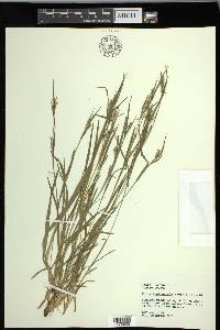 Carex leptonervia image