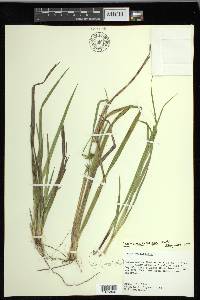 Carex lonchocarpa image