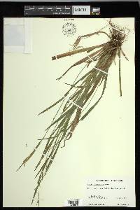 Carex leptonervia image