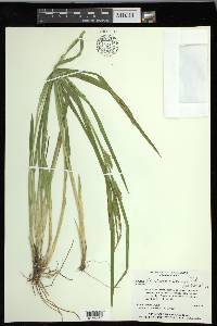 Carex lonchocarpa image