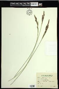 Carex lenticularis image