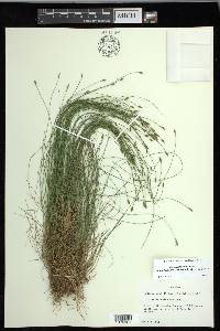 Carex leptalea subsp. harperi image