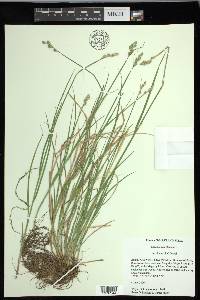 Carex longii image