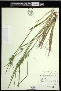 Carex lonchocarpa image