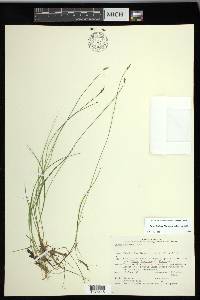 Carex leptalea subsp. leptalea image