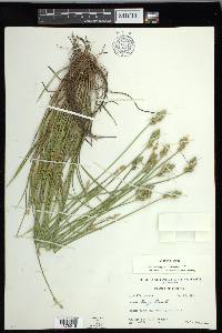 Carex longii image