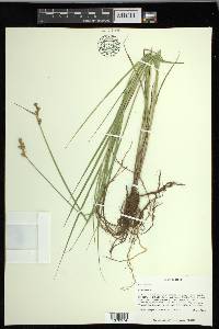 Carex longii image