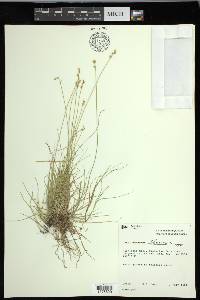 Carex loliacea image