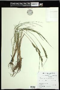 Carex kelloggii image