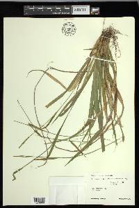 Carex leptonervia image