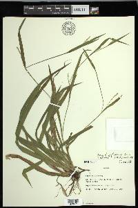 Carex leptonervia image