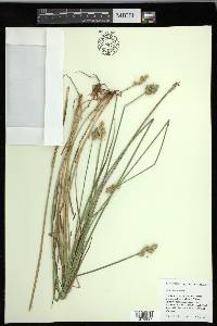 Carex longii image