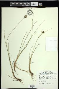 Carex lenticularis image