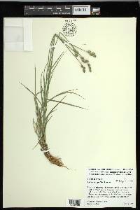 Carex longii image