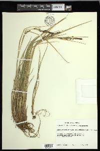 Carex kelloggii image