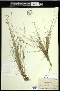 Carex leptalea subsp. leptalea image