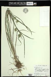 Carex lonchocarpa image