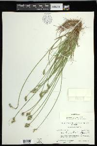 Carex longii image