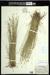 Carex leptalea subsp. leptalea image