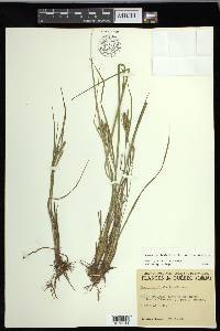 Carex lenticularis var. lenticularis image