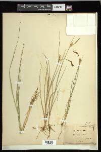 Carex livida image