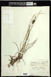 Carex lenticularis image