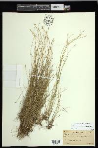 Carex leptalea subsp. leptalea image