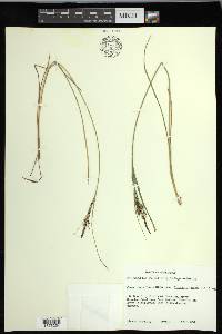 Carex kelloggii image