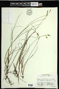 Carex limosa image