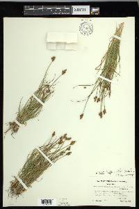 Carex leporinella image