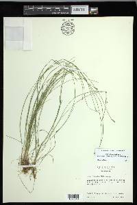 Carex leptalea subsp. harperi image