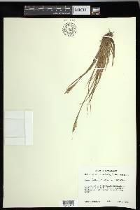 Carex lenticularis image