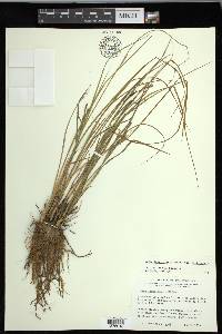 Carex lenticularis image